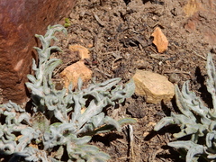 Leucheria candidissima