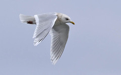 Larus glaucoides kumlieni