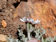 Leucheria candidissima