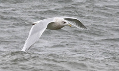 Larus glaucoides kumlieni