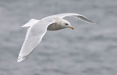 Larus glaucoides kumlieni