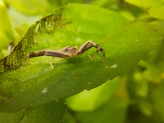 Runcinioides litteratus