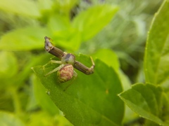 Runcinioides litteratus