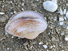 Sinanodonta woodiana