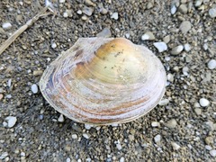 Sinanodonta woodiana