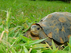 Kinixys belliana