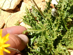 Hypochaeris tenuifolia