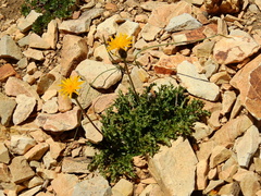 Hypochaeris tenuifolia
