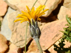 Hypochaeris tenuifolia