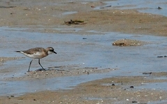 Charadrius leschenaultii