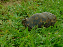 Kinixys belliana