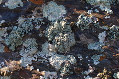 Rhizoplaca chrysoleuca