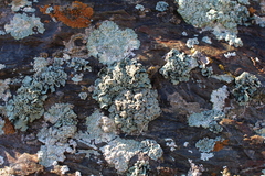 Rhizoplaca chrysoleuca