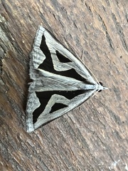 Dichromodes personalis