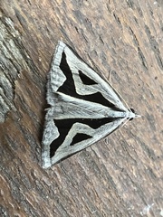 Dichromodes personalis