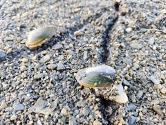 Nodularia douglasiae