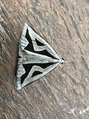 Dichromodes personalis