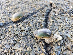 Nodularia douglasiae