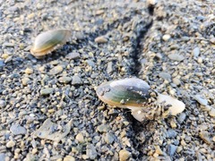 Nodularia douglasiae