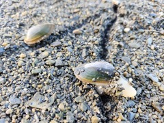 Nodularia douglasiae