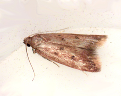 Tachystola acroxantha