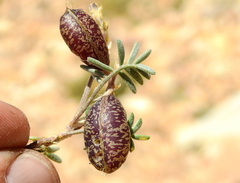 Astragalus palenae