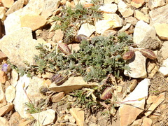 Astragalus palenae