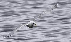 Larus glaucoides kumlieni