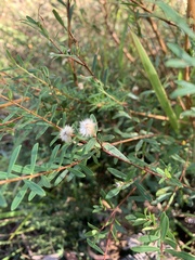 Pimelea linifolia linifolia