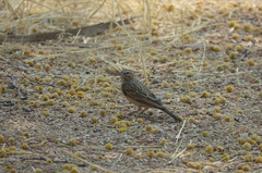 Emberiza impetuani