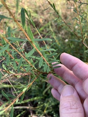 Pimelea linifolia linifolia