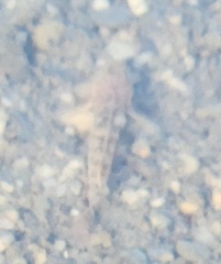 Rhinogobius