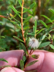 Pimelea linifolia linifolia