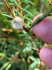 Pimelea linifolia linifolia