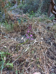 Dipodium campanulatum