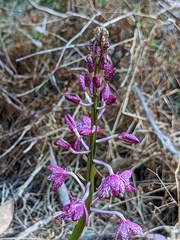 Dipodium campanulatum