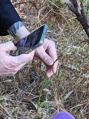 Dipodium campanulatum