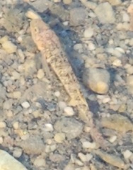 Rhinogobius