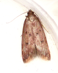 Tachystola acroxantha