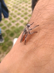 Andrenosomatini