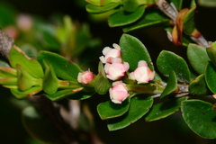 Baeckea latifolia