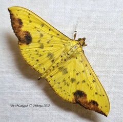 Botyodes principalis