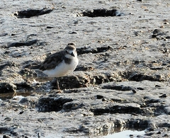 Charadrius mongolus