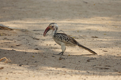 Tockus damarensis