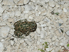 Bufotes viridis balearicus