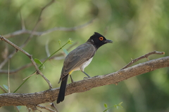 Pycnonotus nigricans