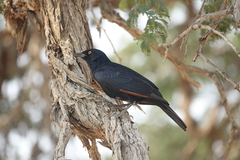 Onychognathus nabouroup