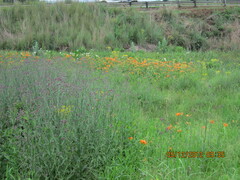 Hemerocallis fulva kwanso