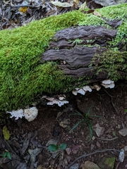 Laetiporus versisporus