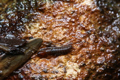 Corydalidae